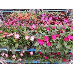 arr8 Impat Ng Mixk 4 Kl 1 Klr Per Tray