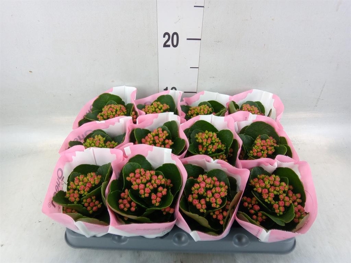 <h4>Kalanchoe  'RoseFlow Katie'</h4>