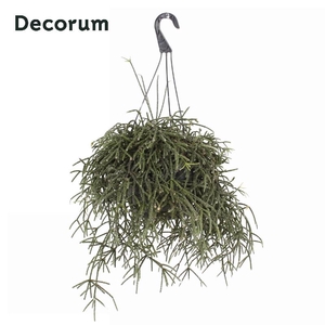 Rhipsalis Pilocarpa hangpot