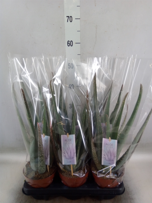 <h4>Aloe vera</h4>