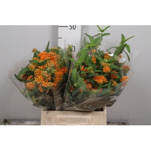 Ascl Tuberosa