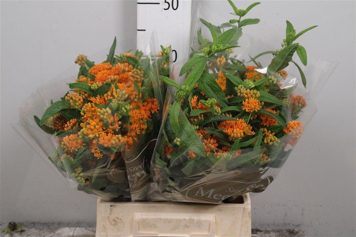 <h4>Ascl Tuberosa</h4>