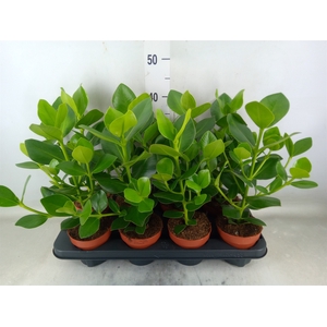 Clusia rosea 'Princess'