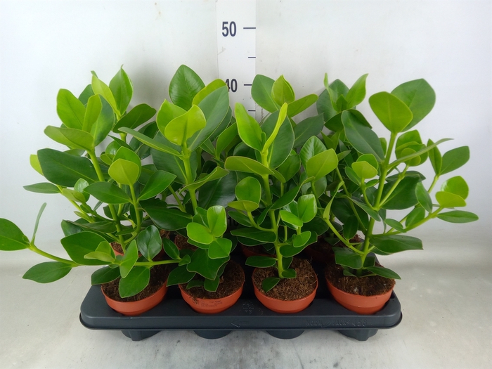 <h4>Clusia rosea 'Princess'</h4>