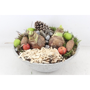 arr4 Amaryllis MB - Ker. schaal dots grijs