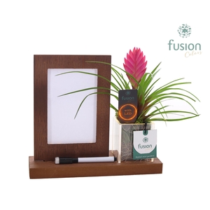 Acryl LED Glow Art Frame met Tillandsia