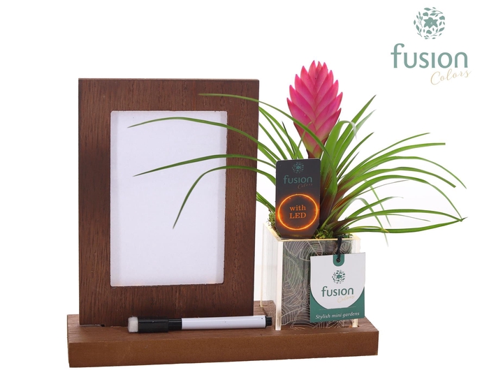 <h4>Acryl LED Glow Art Frame met Tillandsia</h4>