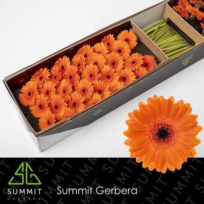 Gerbera mini 'Bison'