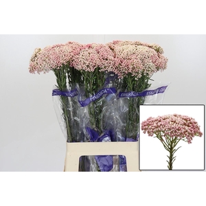 OZOTH COOKS TALL PIN