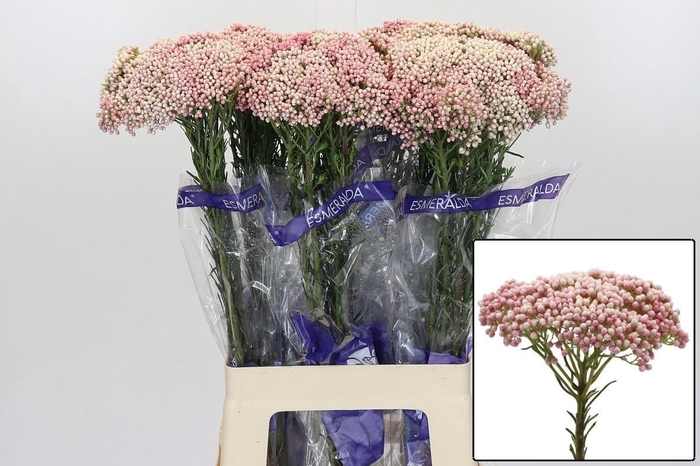 <h4>OZOTH COOKS TALL PIN</h4>