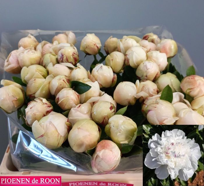 <h4>PAEO L ODILE</h4>