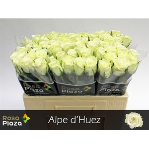 R Gr Alpe Dhuez
