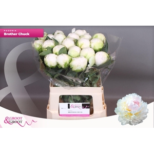 Paeonia Brother Chuck | Xxl