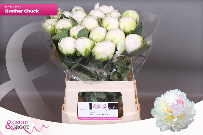 <h4>Paeonia Brother Chuck | XXL</h4>