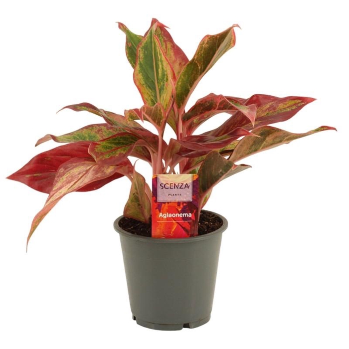 <h4>Aglaonema Red Fire</h4>