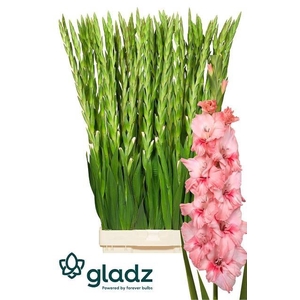 Gladiolus Gr Adrenaline