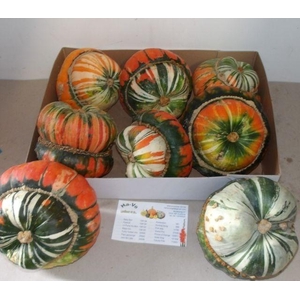 CUC TURKS TURBAN MIX FUST 361