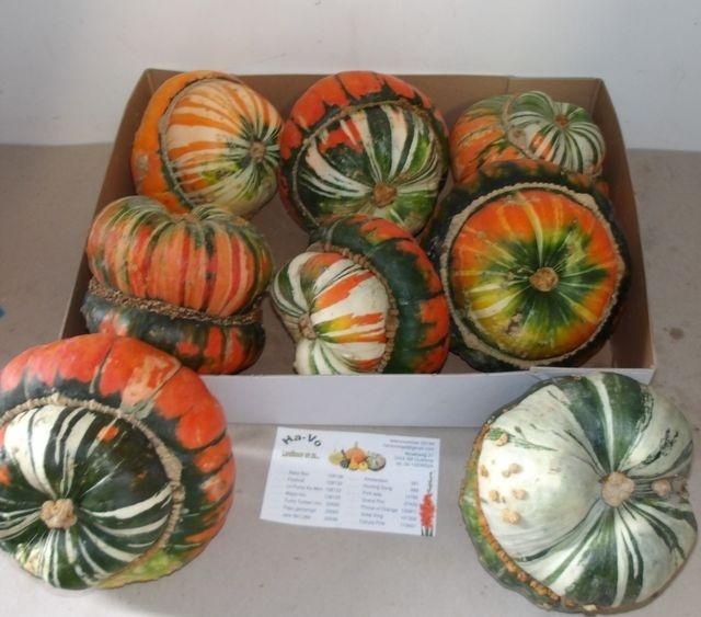 <h4>CUC TURKS TURBAN MIX FUST 361</h4>