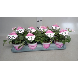 Thunbergia alata 'Rose Sensation'