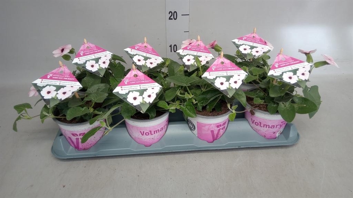 <h4>Thunbergia alata 'Rose Sensation'</h4>