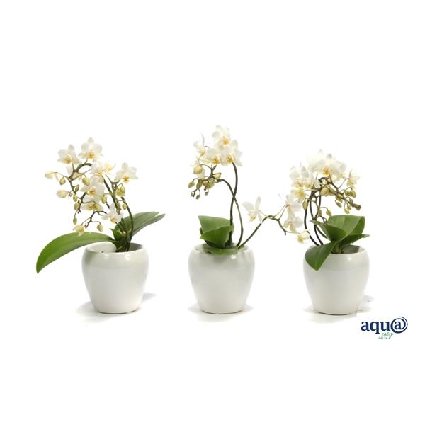 <h4>Lisa White Tiny Dolls Wild 3/4T18+ Aqu@</h4>