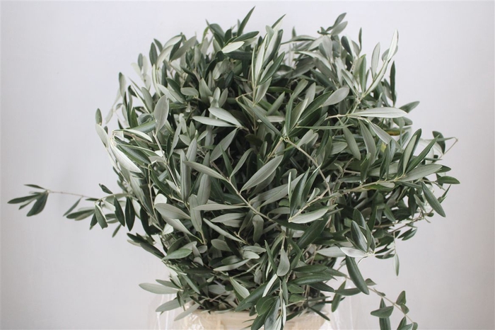 <h4>Olijf 300gr P Bunch</h4>