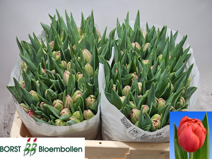 <h4>TU DU ETCHED SALMON</h4>