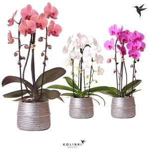 Kolibri Orchids Niagara fall 2spike Groove pot silver