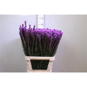 Liatris Callilepis