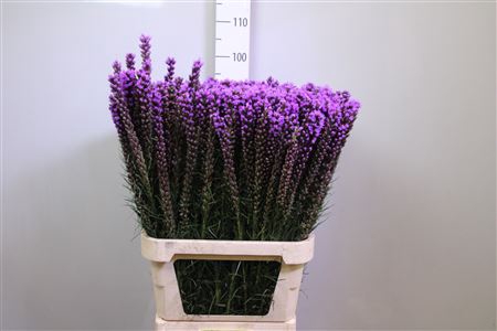 <h4>Liatris Callilepis</h4>