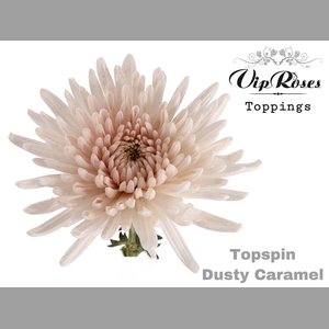 Chr G Topspin Dusty Caramel