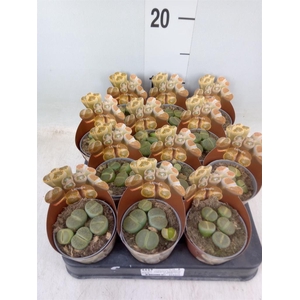 Lithops sp.