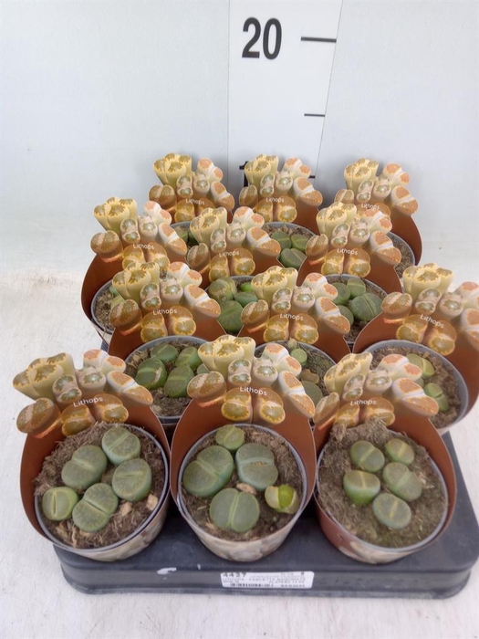 <h4>Lithops sp.</h4>