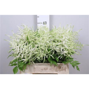 Astilbe japonica 'Whasingthon'