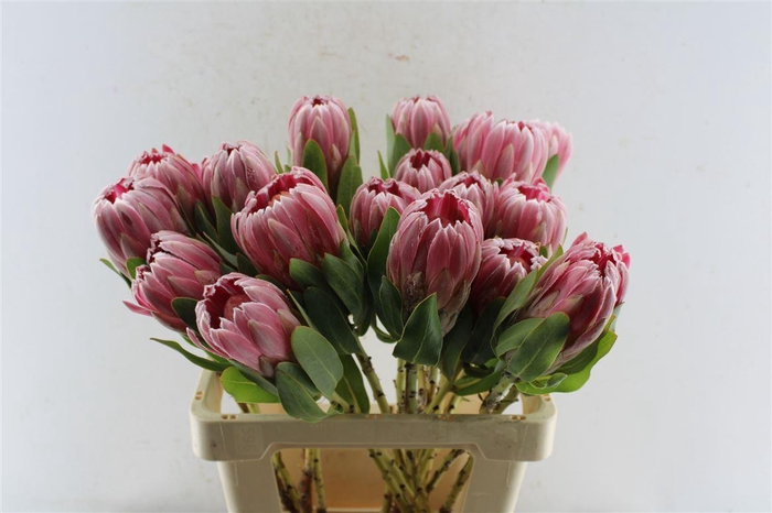 <h4>Protea Carnival</h4>