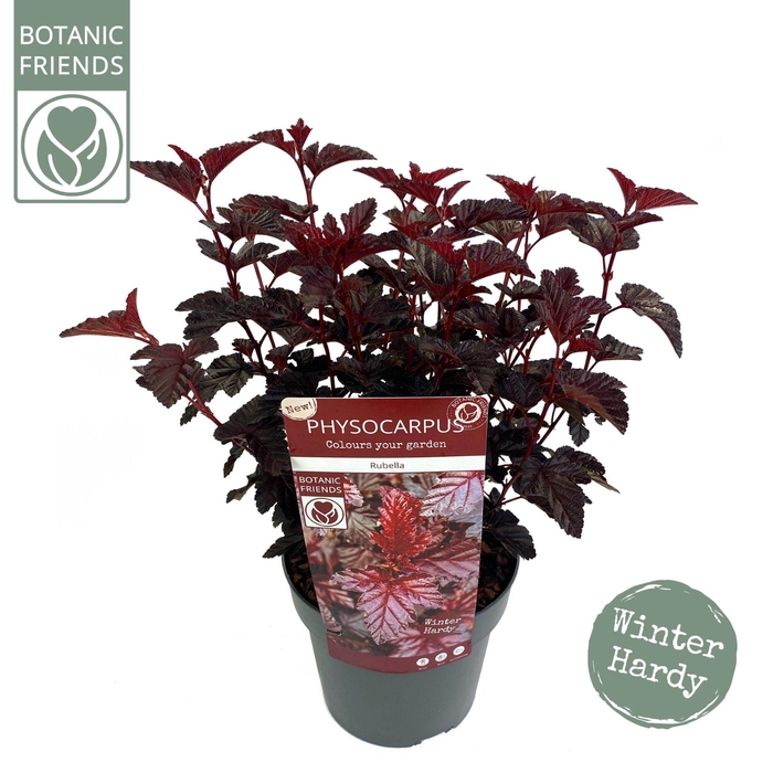 <h4>Physocarpus opulifolius 'Rubella'®</h4>