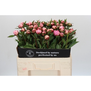 Paeonia Sarah Bernhardt