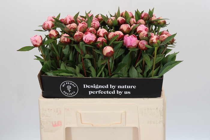 Paeonia Sarah Bernhardt