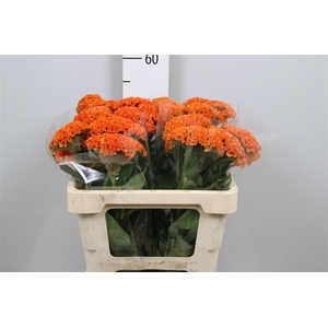 Cel C Reprise Orange