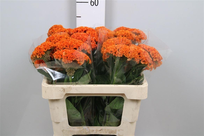 <h4>Cel C Reprise Orange</h4>