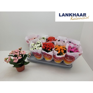 KAL GE PERF GEM 5 KL