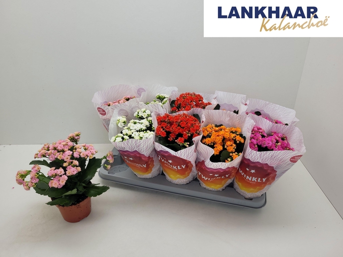 <h4>KAL GE PERF GEM 5 KL</h4>