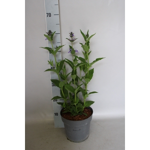 vaste planten 19 cm Nepeta Magical Mr Blue Sky