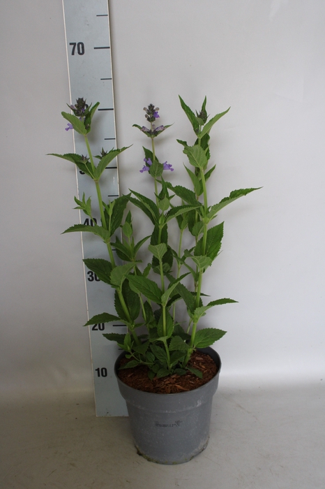 <h4>vaste planten 19 cm Nepeta Magical Mr Blue Sky</h4>