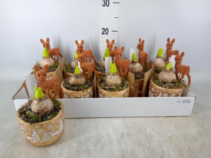 <h4>Arr. Hyacinthus L%</h4>