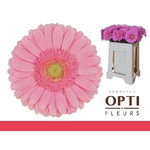 Gerbera Glossy Water