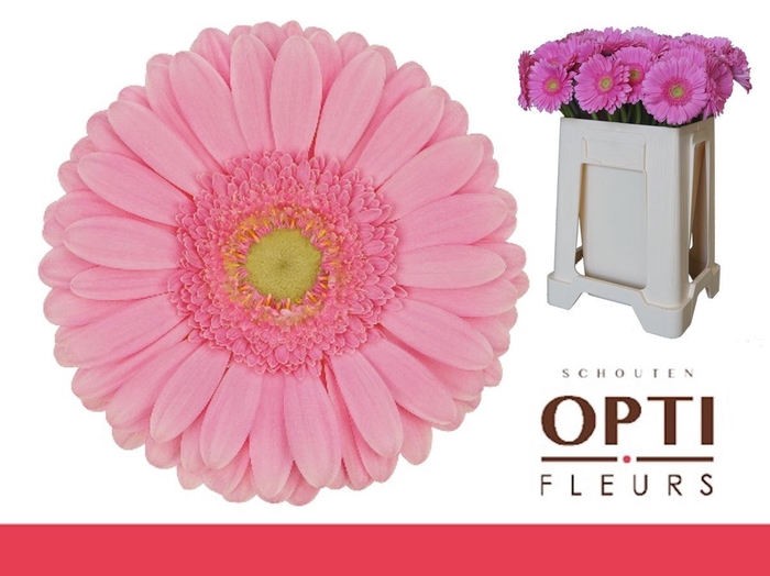 <h4>Gerbera Glossy Water</h4>