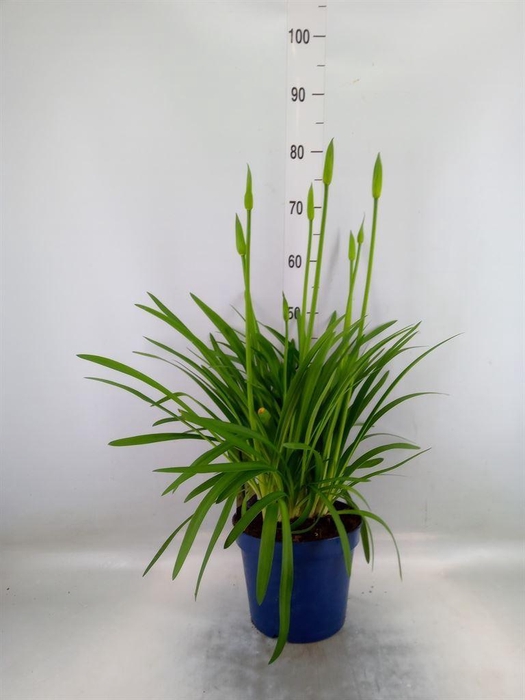 <h4>Agapanthus  'Amourette Superb'</h4>