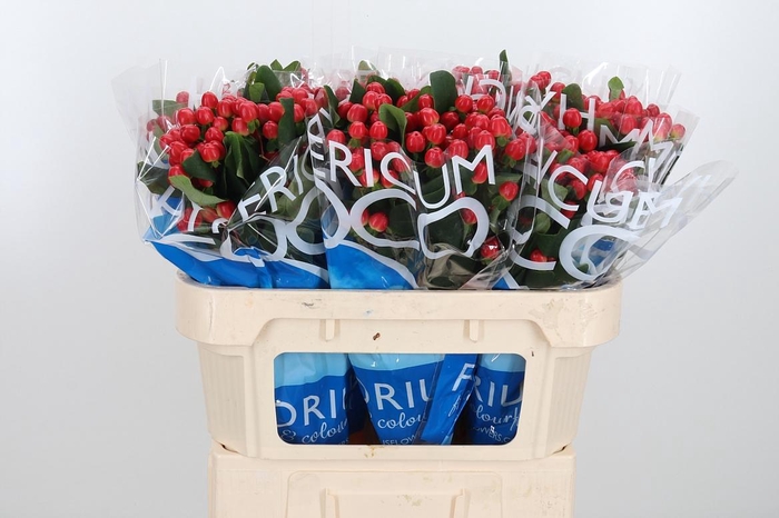 <h4>Hyp Coco Tango</h4>