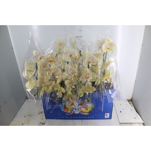PHALAENOPSIS CASCATA ESPECIAL P15 AMARELO MIN 8 FLS